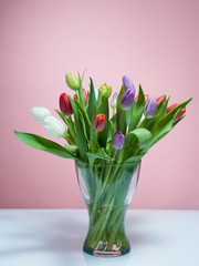 Tulips on a rosa background.