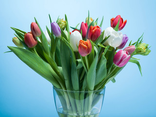 A bouquet of tulips on a blue background.