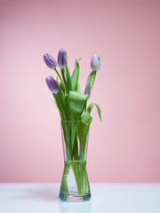 Tulips on a rosa background.