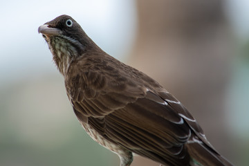 The Bird and Big Eyes