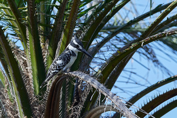 Pied kingfisher (Ceryle rudis)