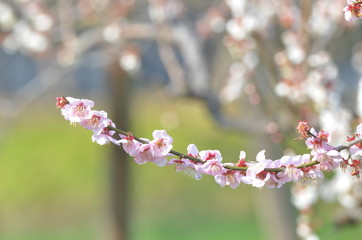 梅の花
