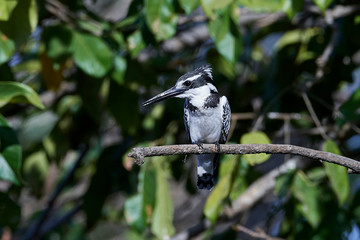 Pied kingfisher (Ceryle rudis)