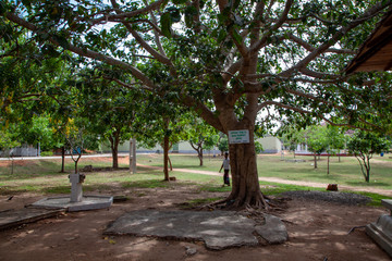 アヌラーダプラ