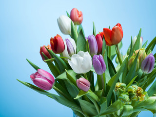 Bunch of colorful tulips on a pastel isolated background.