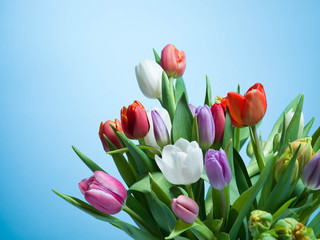 Bunch of colorful tulips on a pastel isolated background.