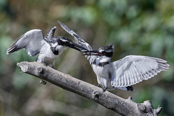 Pied kingfisher (Ceryle rudis)