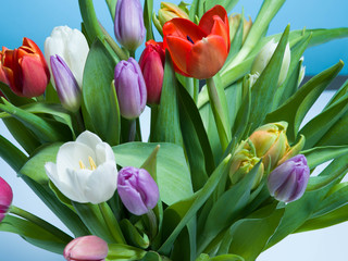 Bunch of colorful tulips on a pastel isolated background.
