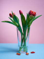 Tulips on a pink background.