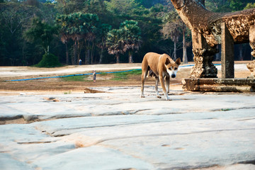 Dog in temple complex Angkor Wat with Reap, Cambodia