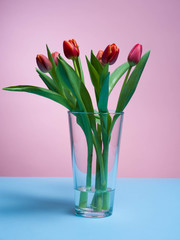 Tulips on a pink background.