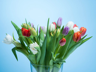 Bunch of colorful tulips on a pastel isolated background.