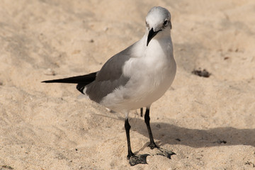 Posing the Feathers