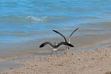 Spreding the Wings