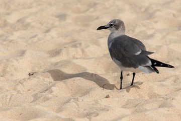 Bird in the Sand