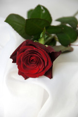 一輪の赤いバラの花