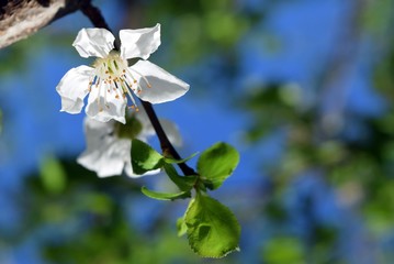 The flowers of the plum tree on natural sky background.A flower on a plum tree branch.Flowering plum tree.	