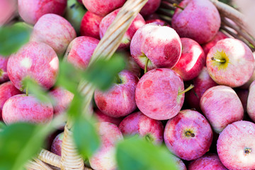 Harvest of the apples in early morning in the garden, apples in the basket, apples on the dewy grass, agriculture and food concept