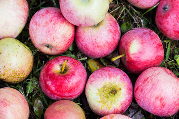 Apples in the grass, apple fruit background, organic apples in the garden, food and agriculture concept