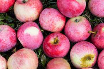 Apples in the grass, apple fruit background, organic apples in the garden, food and agriculture concept