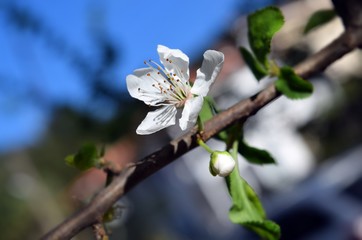 The flowers of the plum tree on natural sky background.A flower on a plum tree branch.Flowering plum tree.	