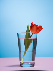 red tulip in a glass of water