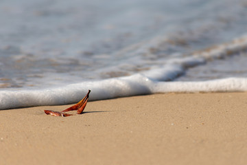 The Leaf in the Sand