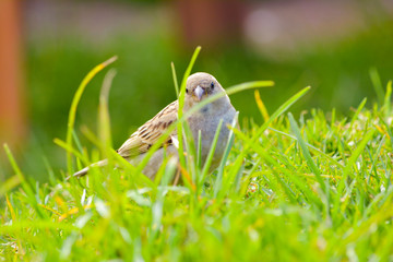 Baby Sparrow Bird in the park