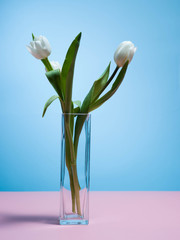 White tulips on a blue background.