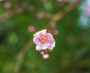 Obraz premium Beautiful peach flower on the twig close up