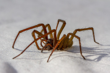 Housespider