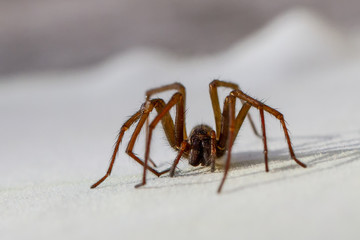 Housespider