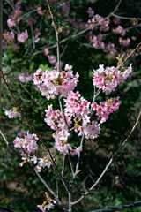  Spring flowers Cherry blossoms