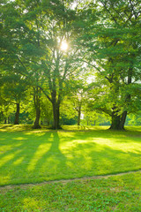 Naklejka premium garden sunlight in the morning