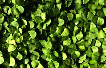 Background foto with leaves