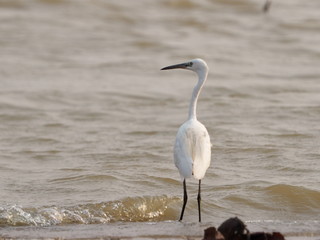 Bird Little Egret in lagoon The body is covered in white The mouth and legs are black