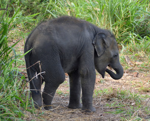 Elephant Baby
