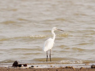 Great Egret Bird The mouth is yellow At the end the mouth is slightly gray white feather in lagoon