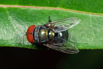 Macro Photo of Blowfly on Green Leaf