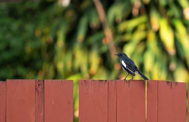 Close up Oriental Magpie Robin Perched on Wooden Isolated on Background