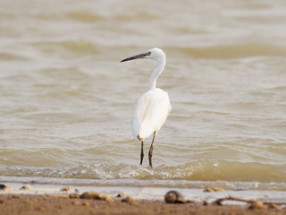 Great Egret Bird The mouth is yellow At the end the mouth is slightly gray white feather in lagoon