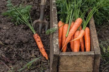 Fresh carrot in old box. Vegetables harvest