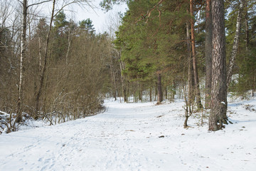 Evening at wood, trees and old leafs. Travel photo 2019.