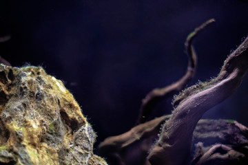 Selective focus on rocks and wood in aquarium. Fish tank equipment. Marine life. Copy space. Underwater.