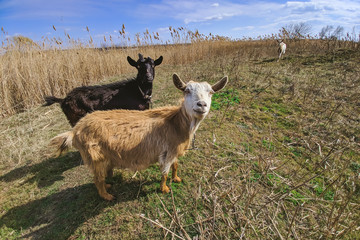 domestic goats graze in the field.