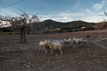 Obraz na płótnie Canvas Sheeps on Spain farm