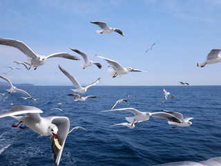 大空を舞うカモメたち