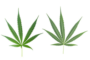 Marijuana leaf, green cannabis leaf isolated over white background.