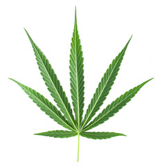 Marijuana leaf, green cannabis leaf isolated over white background.