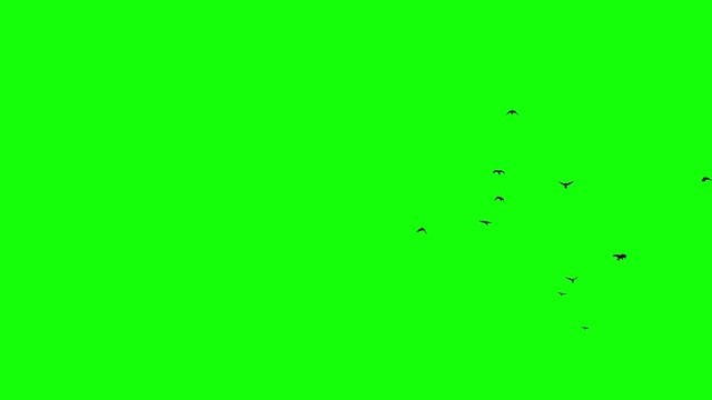 Flight of a black raven crow on a green background Chromakey